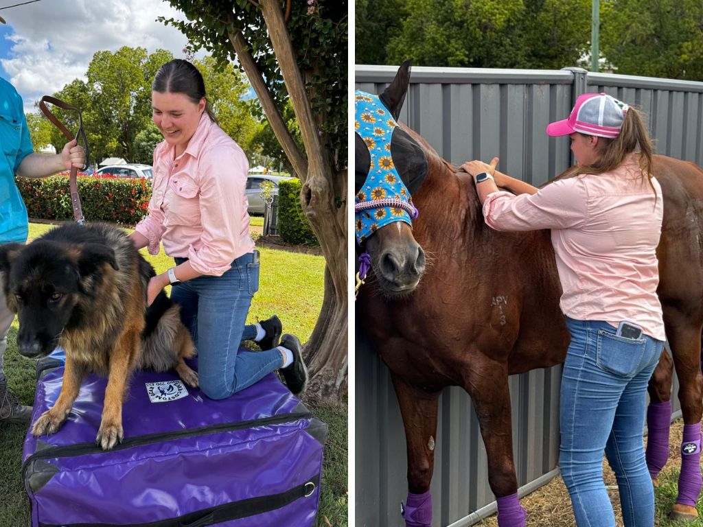 7 Signs Your Dog or Cat Could Benefit From Animal Chiropractic Care
