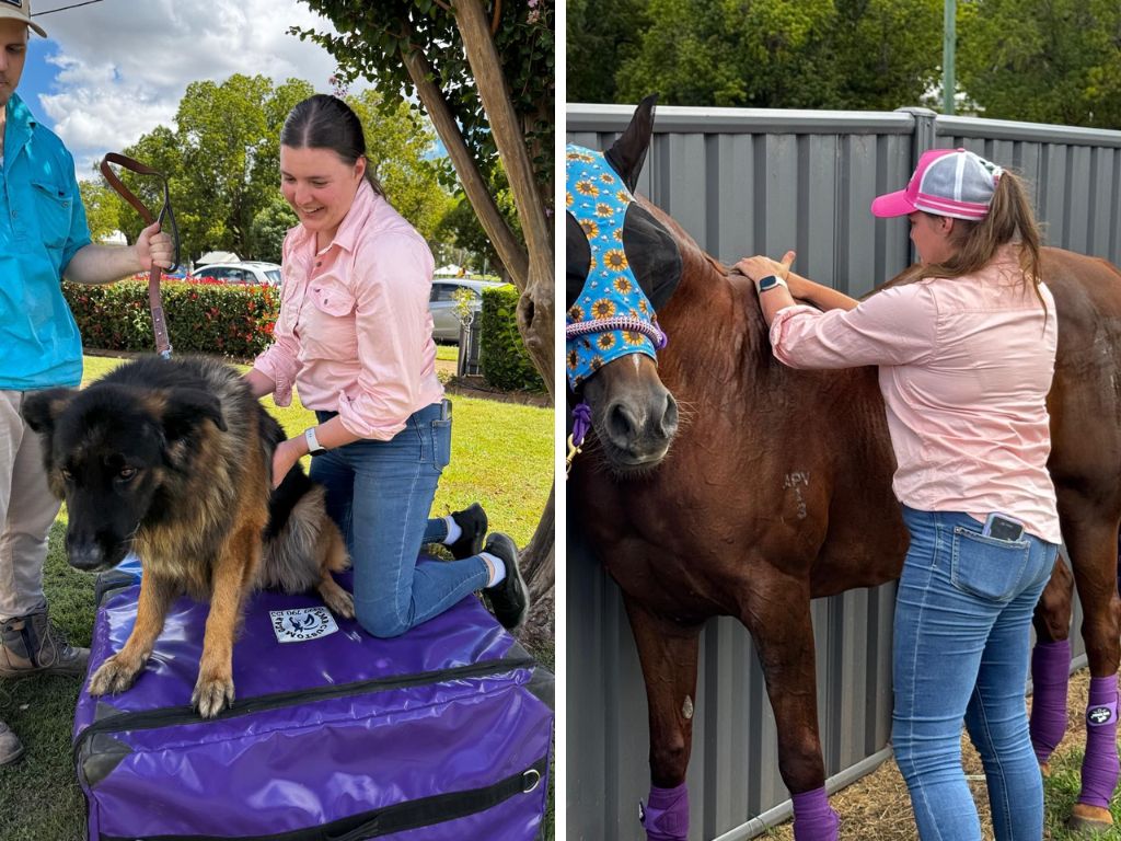 Hip Dysplasia Relief: How an Animal Chiropractor Helps Dogs and Horses Recover