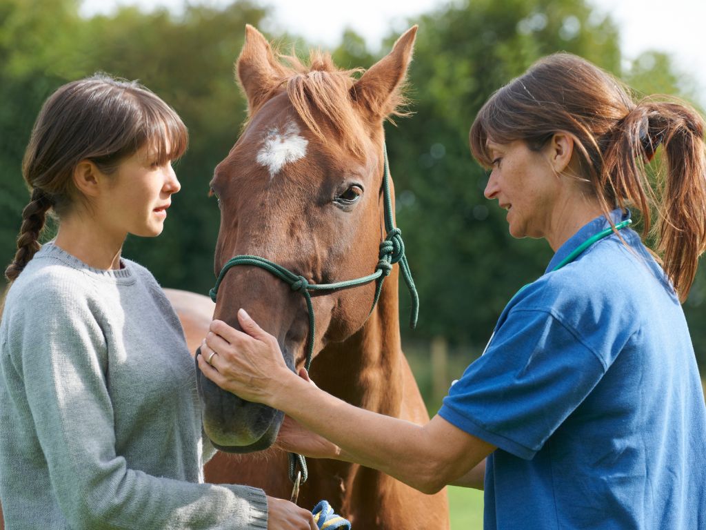 Animal Chiropractor vs. Vet: Understanding the Difference and When Your Pet Needs Both Animal Chiropractor vs. Vet: Understanding the Difference and When Your Pet Needs Both